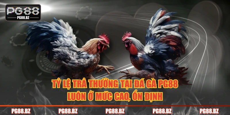 Tỷ lệ trả thưởng tại đá gà PG88 luôn ở mức cao, ổn định