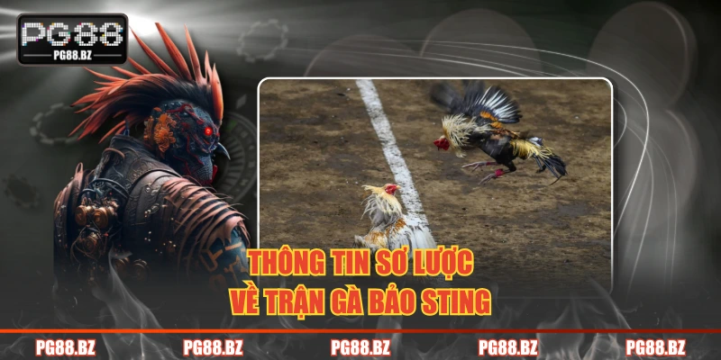 Thông tin sơ lược về trận gà Bảo Sting