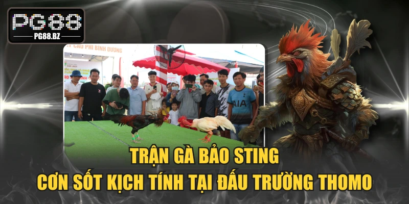 Trận Gà Bảo Sting