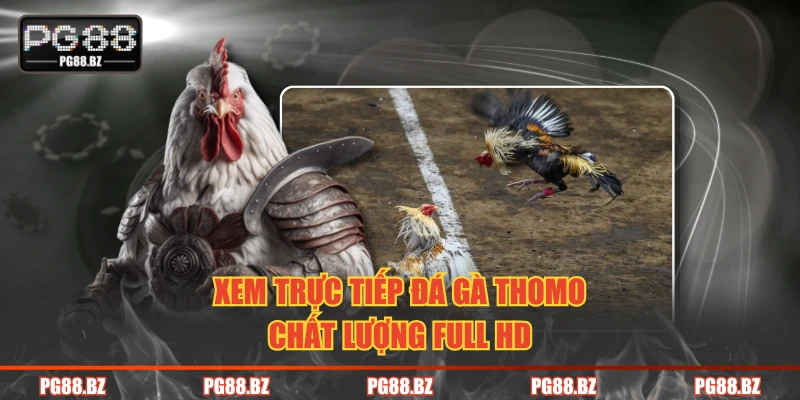Xem trực tiếp đá gà Thomo chất lượng full HD